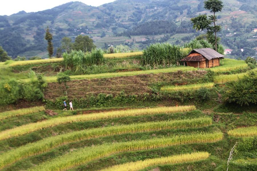 Vẻ đẹp ruộng bậc thang Quán Dín Ngài, Bản Phố (Lào Cai)