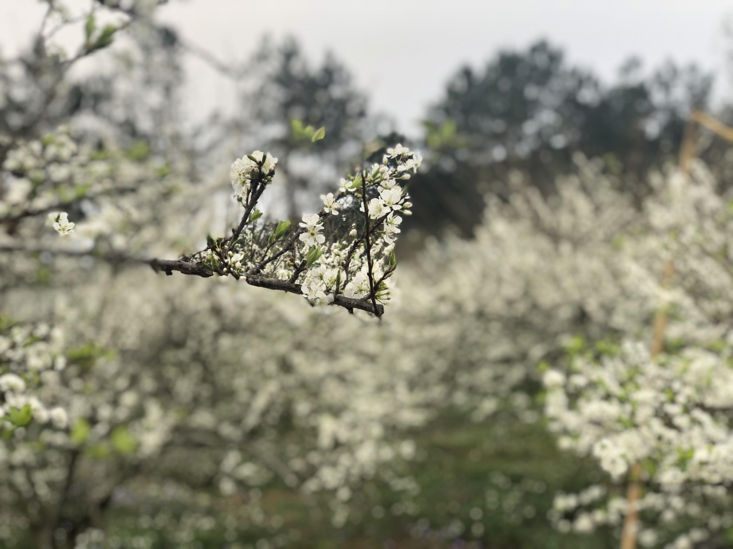 ''Mùa vàng'' du lịch Đông - Tây Bắc