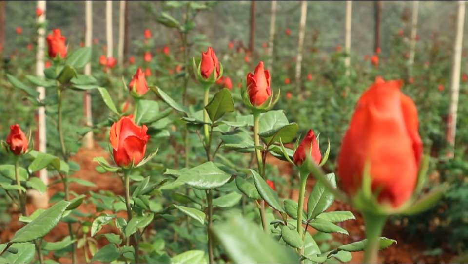 Những loài hoa “gây thương nhớ” ở Đà Lạt