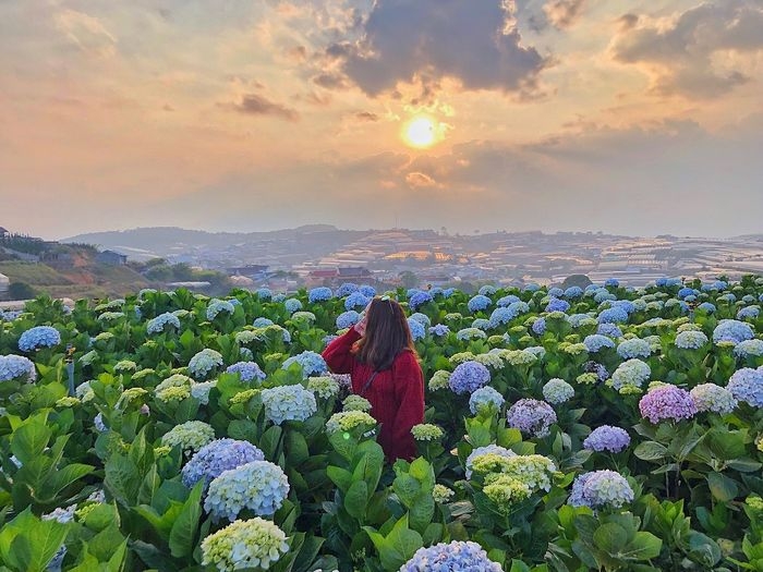 Những loài hoa “gây thương nhớ” ở Đà Lạt