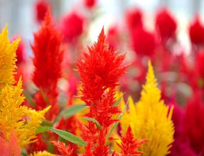 Mướt mắt những đồi cỏ Kochia rực rỡ ở Nhật Bản