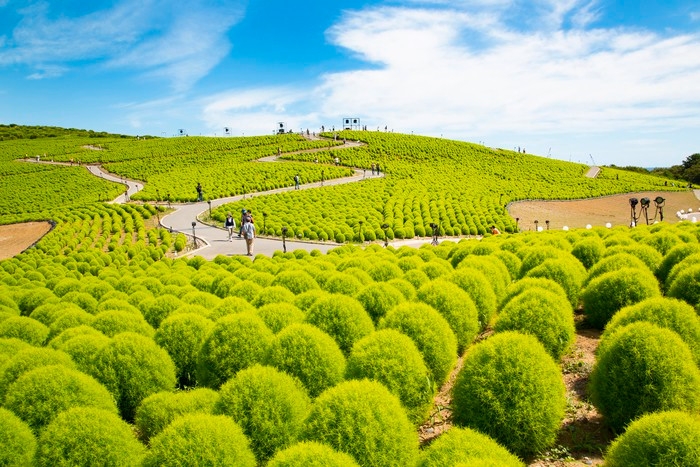 Mướt mắt những đồi cỏ Kochia rực rỡ ở Nhật Bản