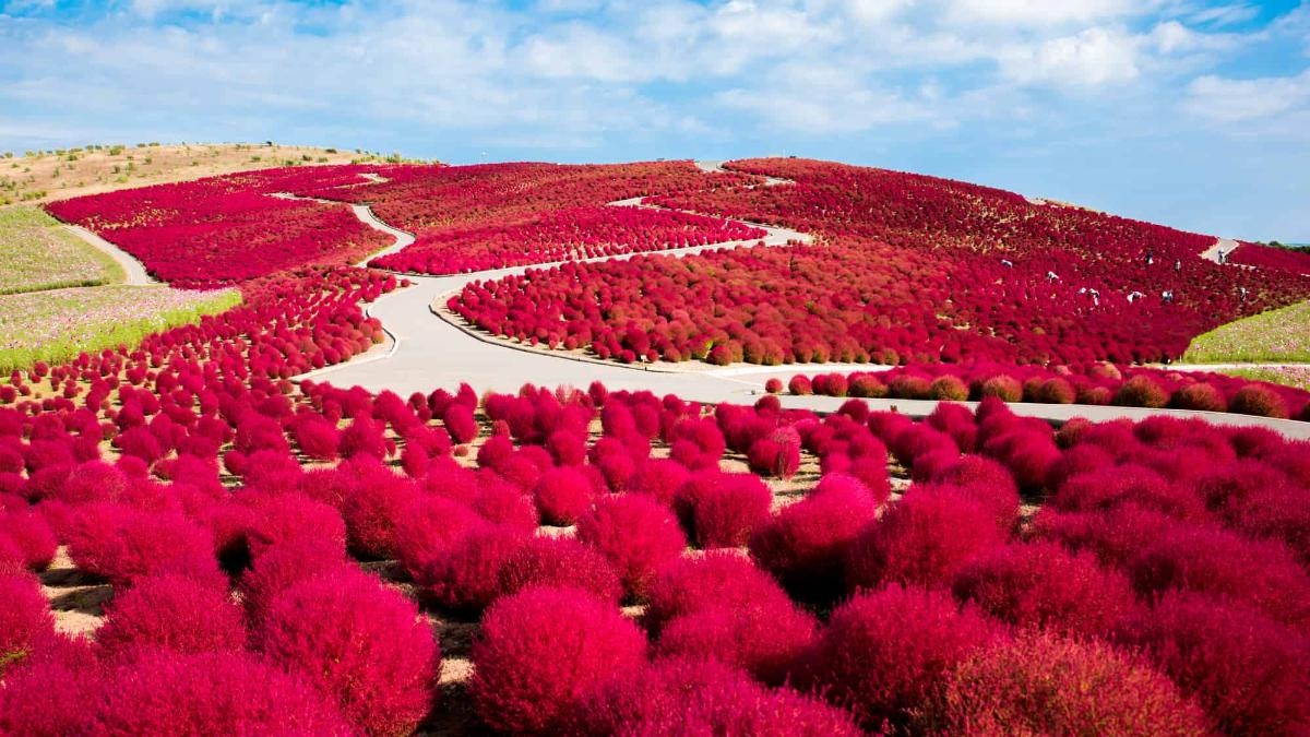 Mướt mắt những đồi cỏ Kochia rực rỡ ở Nhật Bản