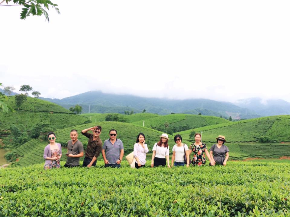 Đồi chè Phú Thọ - Tuyệt tác thiên nhiên giữa miền trung du
