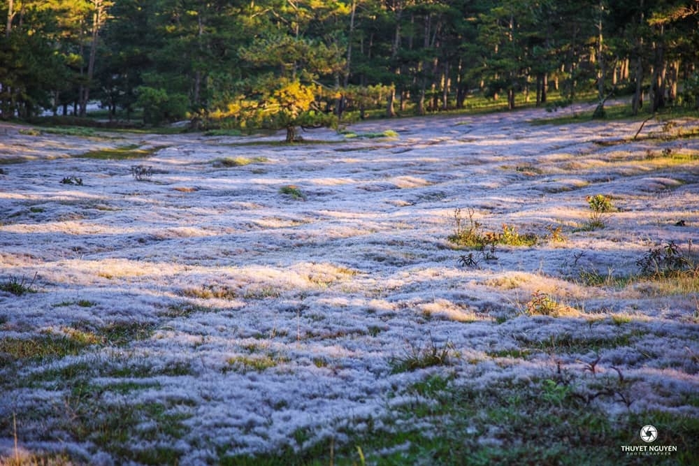 Đồi cỏ hồng - Địa điểm không thể bỏ qua nếu tới Đà Lạt dịp cuối năm
