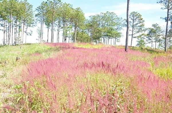 Đồi cỏ hồng - Địa điểm không thể bỏ qua nếu tới Đà Lạt dịp cuối năm