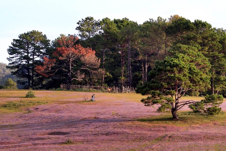 Đồi cỏ hồng - Địa điểm không thể bỏ qua nếu tới Đà Lạt dịp cuối năm