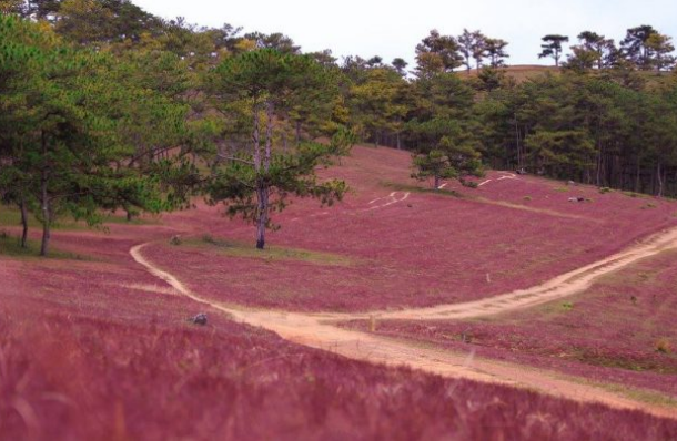 Đồi cỏ hồng - Địa điểm không thể bỏ qua nếu tới Đà Lạt dịp cuối năm