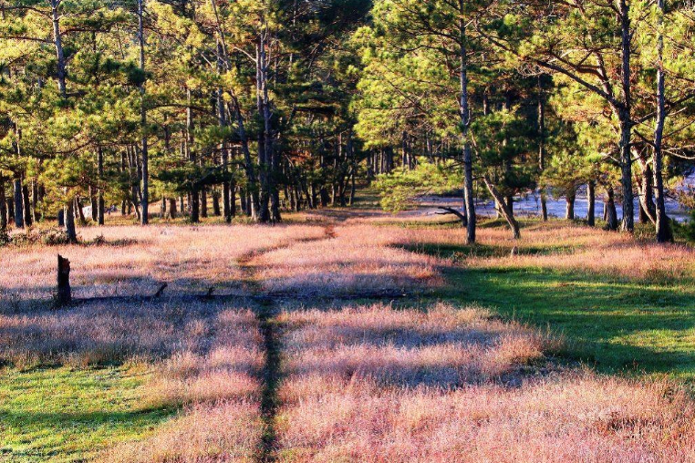 Đồi cỏ hồng - Địa điểm không thể bỏ qua nếu tới Đà Lạt dịp cuối năm