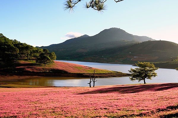 Đồi cỏ hồng - Địa điểm không thể bỏ qua nếu tới Đà Lạt dịp cuối năm