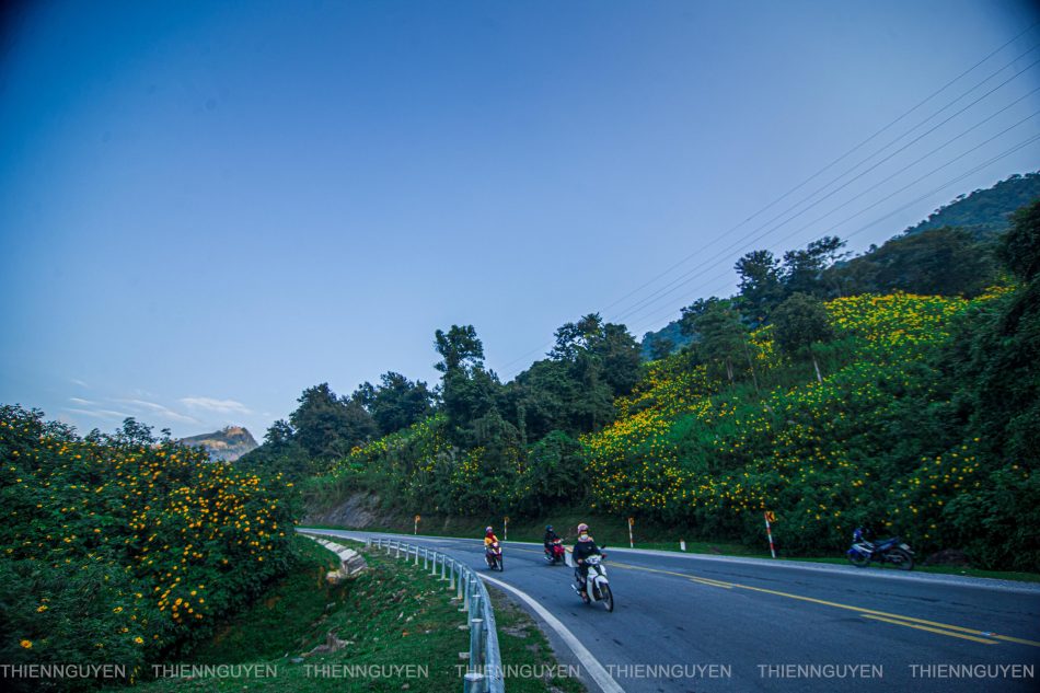 Rực rỡ sắc vàng hoa dã quỳ trên các cung đường Điện Biên