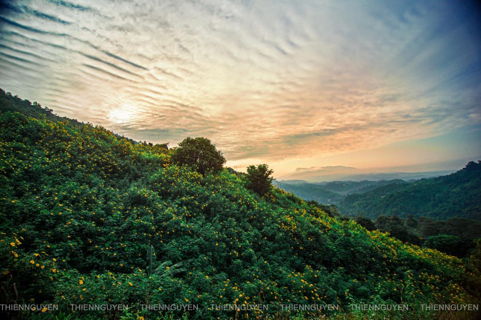Rực rỡ sắc vàng hoa dã quỳ trên các cung đường Điện Biên