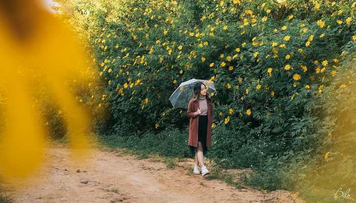 Rực rỡ sắc vàng hoa dã quỳ trên các cung đường Điện Biên