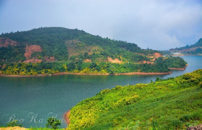 Rực rỡ sắc vàng hoa dã quỳ trên các cung đường Điện Biên