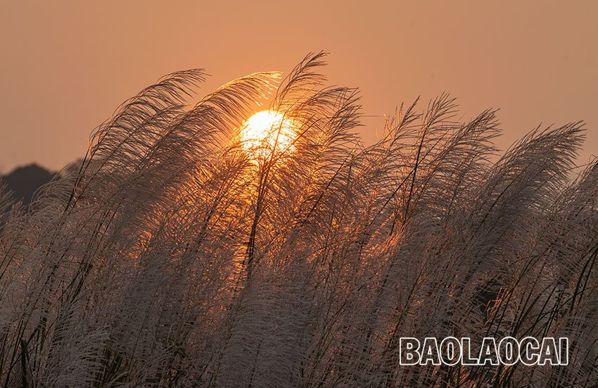 Vẻ đẹp mùa bông lau