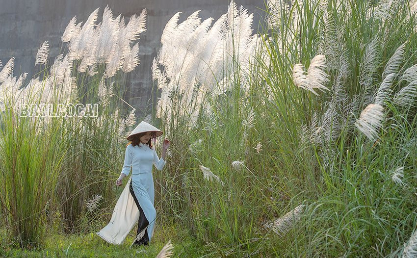 Vẻ đẹp mùa bông lau