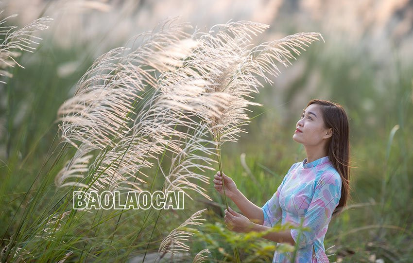 Vẻ đẹp mùa bông lau
