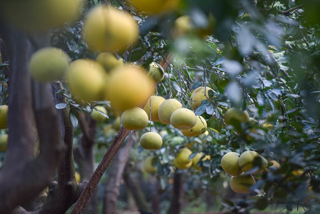 Mục sở thị vườn bưởi Diễn được mùa, kiếm gần 1 tỷ đồng mỗi năm