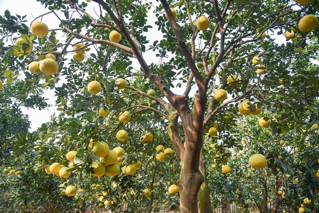 Mục sở thị vườn bưởi Diễn được mùa, kiếm gần 1 tỷ đồng mỗi năm