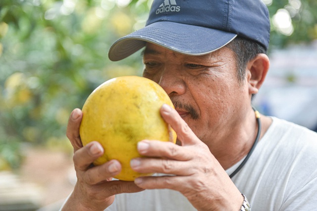 Mục sở thị vườn bưởi Diễn được mùa, kiếm gần 1 tỷ đồng mỗi năm