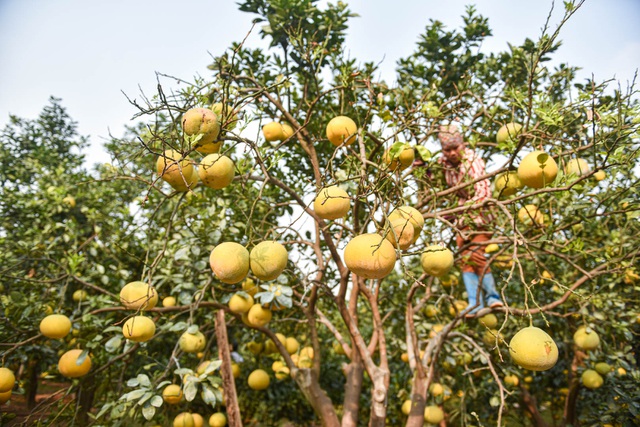 Mục sở thị vườn bưởi Diễn được mùa, kiếm gần 1 tỷ đồng mỗi năm