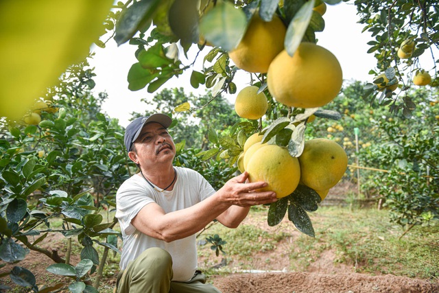 Mục sở thị vườn bưởi Diễn được mùa, kiếm gần 1 tỷ đồng mỗi năm