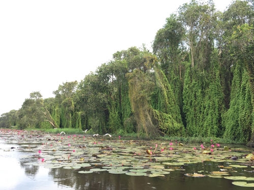 Điểm mạnh nhất của du lịch Long An chính là du lịch sinh thái với những cánh rừng tràm xanh bát ngát (Ảnh: NVCC)