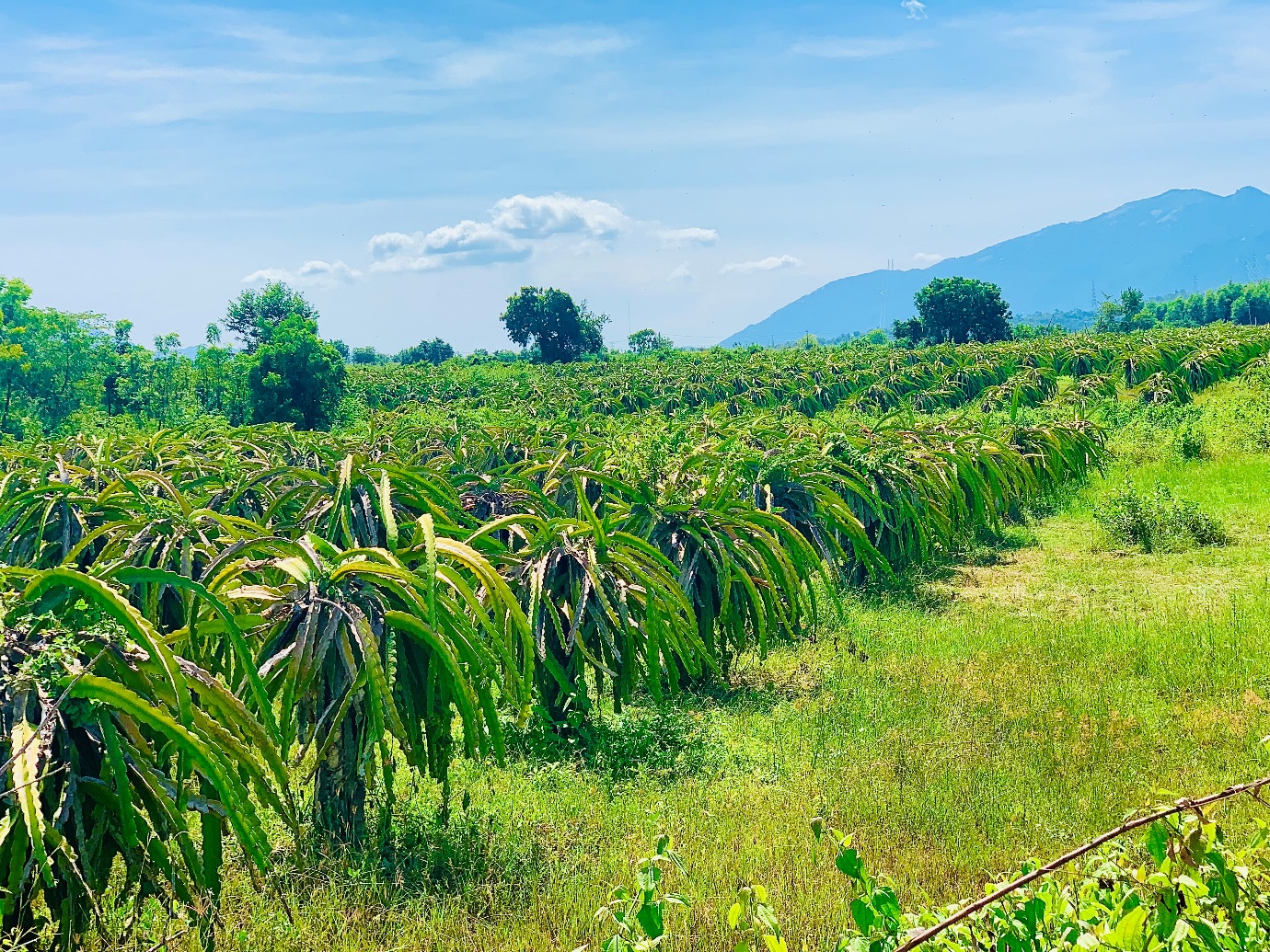 Khám phá vẻ đẹp hồ chứa nước Sông Biêu, Ninh Thuận