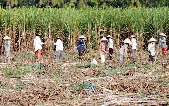 Nông dân tỉnh Tây Tinh ồ ạt bỏ trồng mía trong thời gian qua