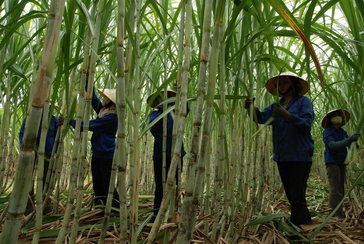 “Mặn đắng” ngành mía