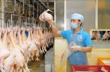 Ngành chăn nuôi gia cầm tìm đường xuất khẩu sang thị trường khó tính