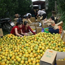 ha noi gan 2000 san pham trai cay co the truy xuat nguon goc