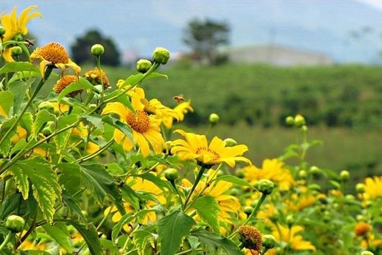goi y nhung cung duong ngam hoa da quy dep nhat tai thanh pho ngan hoa