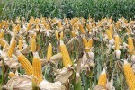 Cây công nghệ sinh học: Tại sao không?