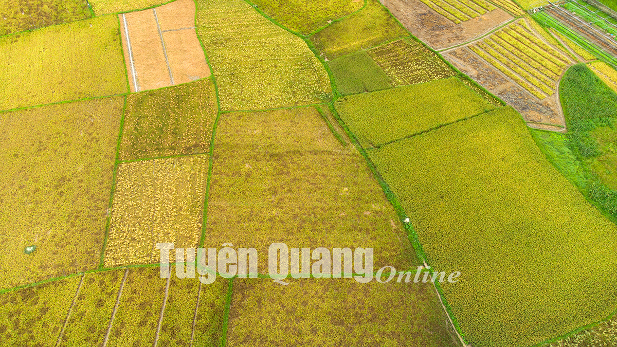 Những cánh đồng nổi tiếng ở huyện vùng cao Lâm Bình