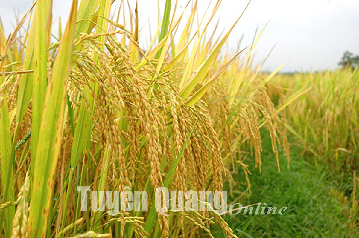 Những cánh đồng nổi tiếng ở huyện vùng cao Lâm Bình