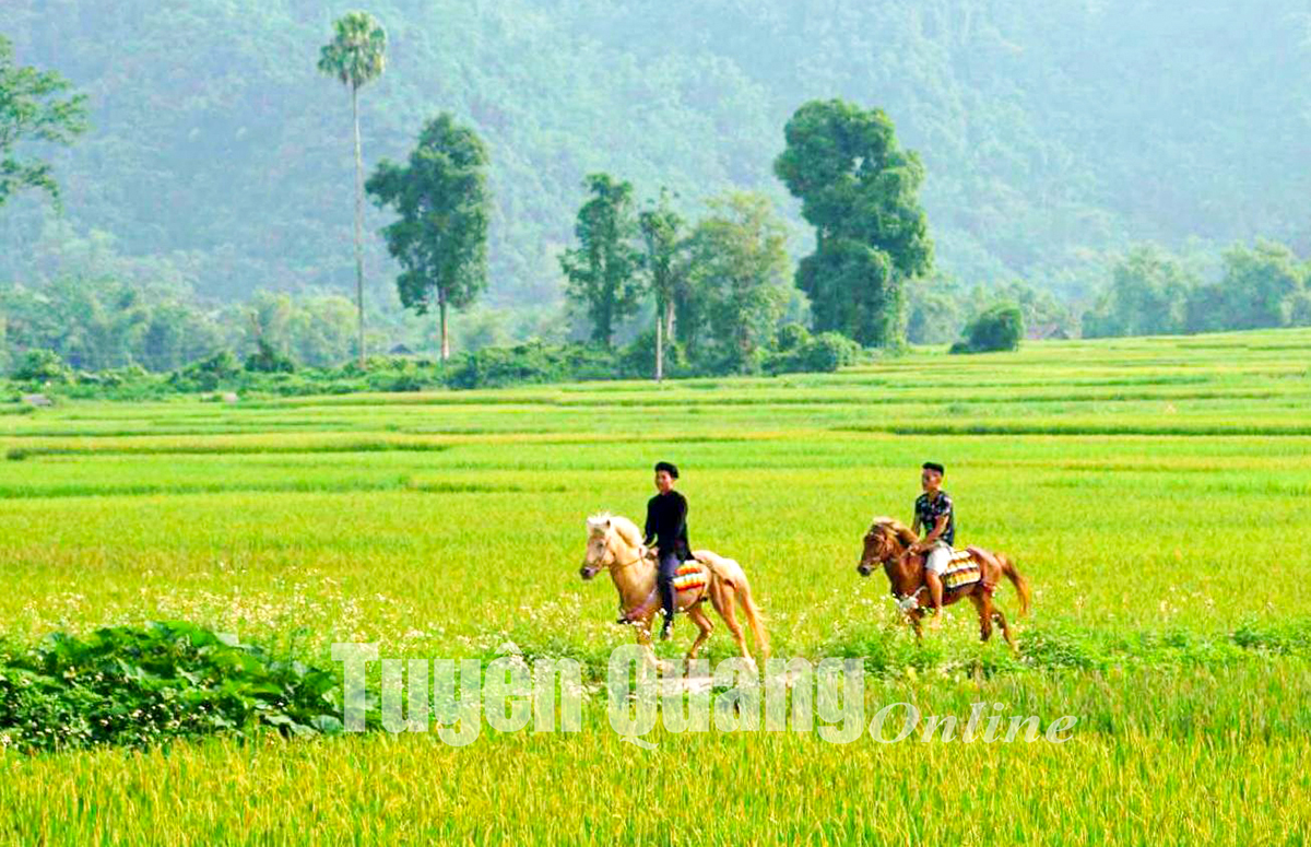 Những cánh đồng nổi tiếng ở huyện vùng cao Lâm Bình