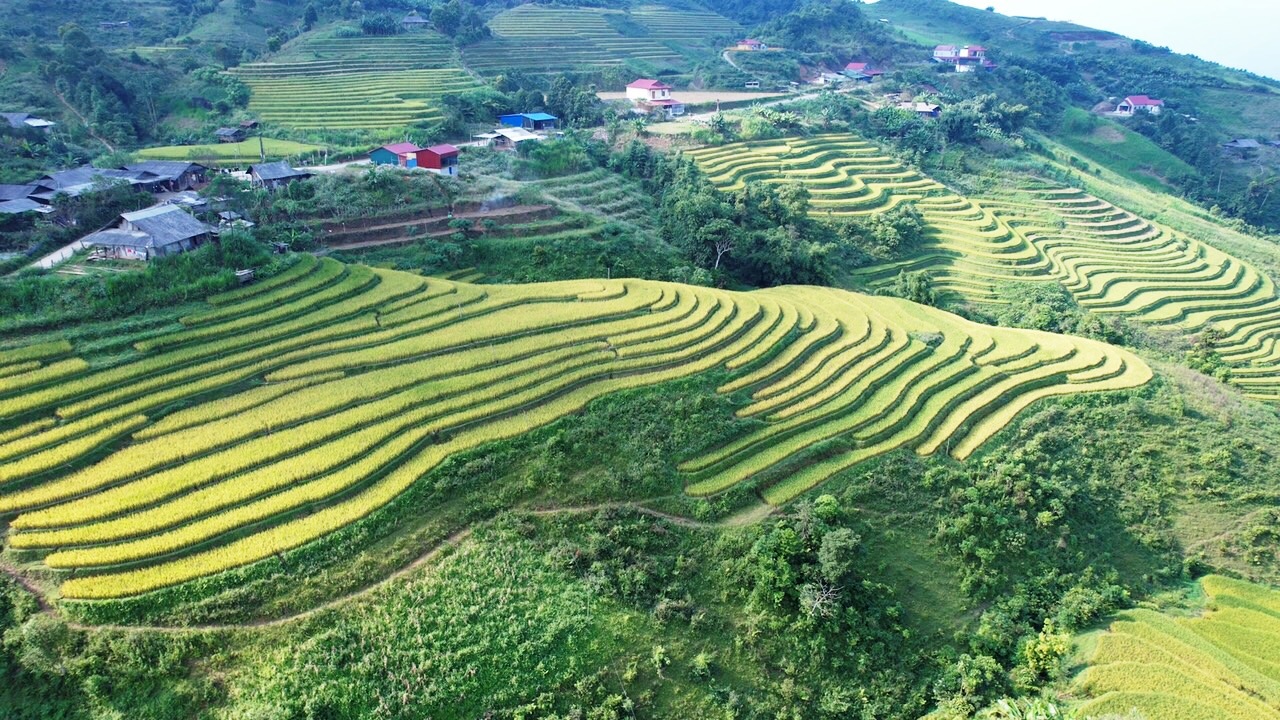 Bắc Kạn: Vẻ đẹp Mù Là mùa lúa chín Bắc Kạn: Vẻ đẹp Mù Là mùa lúa chín