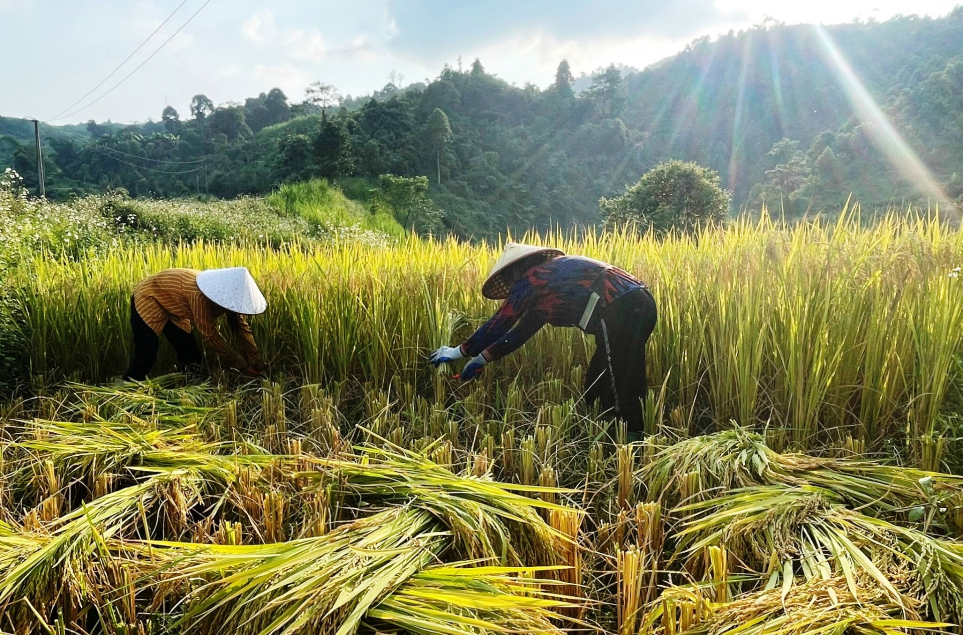 Bắc Kạn: Vẻ đẹp Mù Là mùa lúa chín Bắc Kạn: Vẻ đẹp Mù Là mùa lúa chín