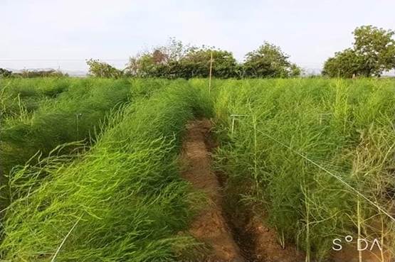 Măng tây Ninh Thuận - món quà thiên nhiên ban tặng vùng đất nắng gió