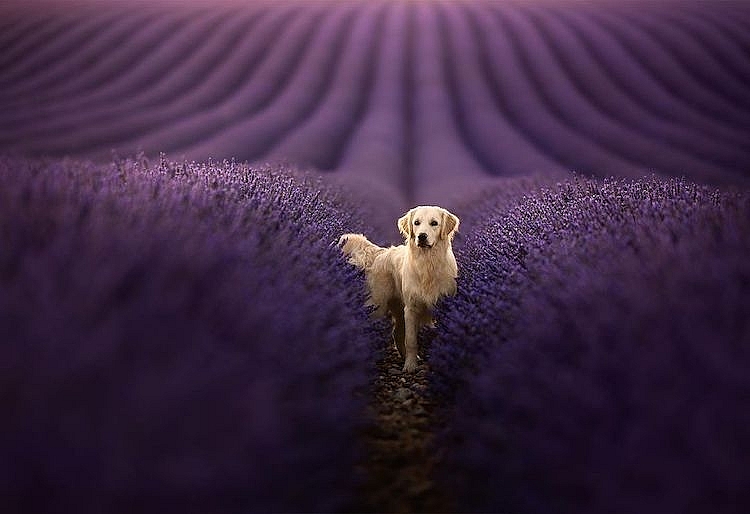 Những chú chó được chụp ảnh trong cảnh quan thiên nhiên tuyệt đẹp