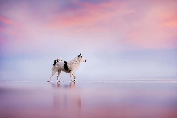 Những chú chó được chụp ảnh trong cảnh quan thiên nhiên tuyệt đẹp