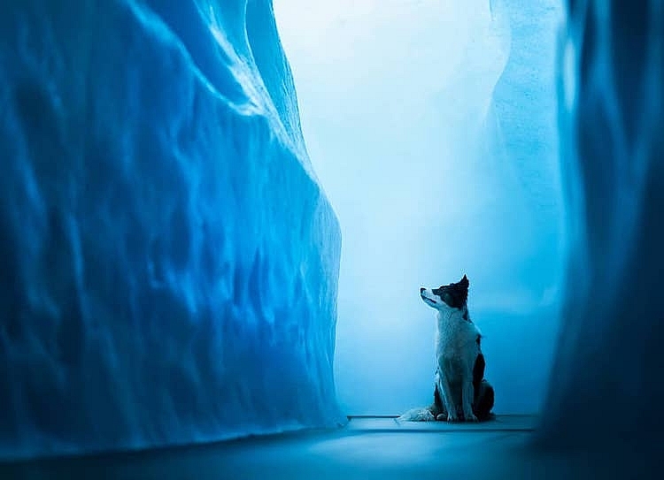 Những chú chó được chụp ảnh trong cảnh quan thiên nhiên tuyệt đẹp