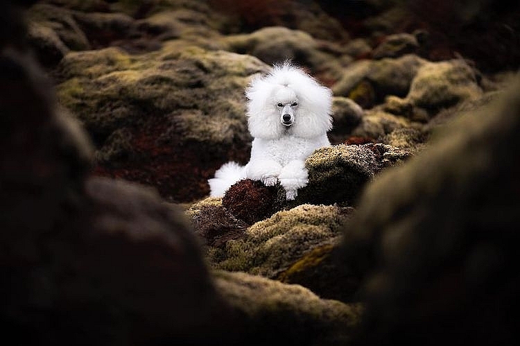 Những chú chó được chụp ảnh trong cảnh quan thiên nhiên tuyệt đẹp