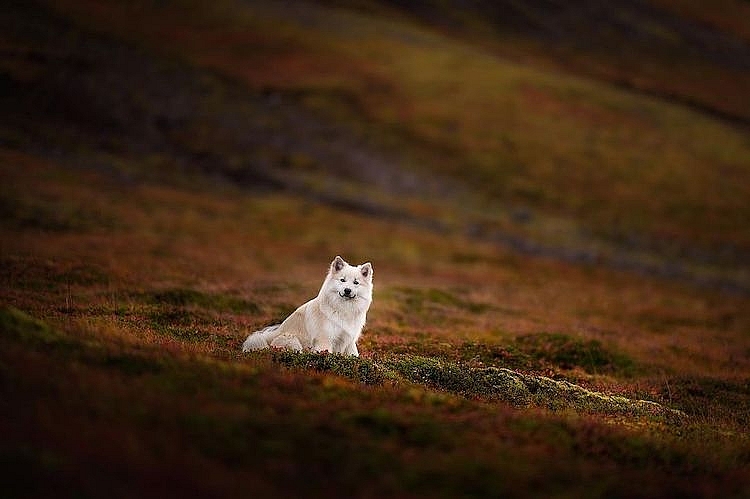 Những chú chó được chụp ảnh trong cảnh quan thiên nhiên tuyệt đẹp