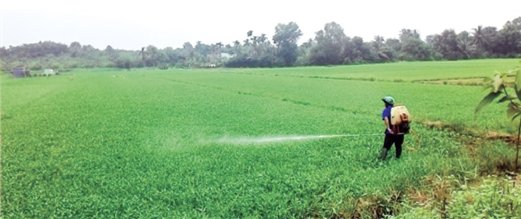 Những thói quen ăn rau muống không đúng, dễ rước bệnh vào thân