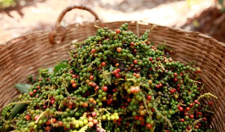 Giá tiêu hôm nay 16/5: Đi ngang tại một số địa phương