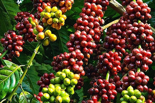 Giá cà phê hôm nay ngày 30/1/2021: Thị trường trong nước tăng nhẹ