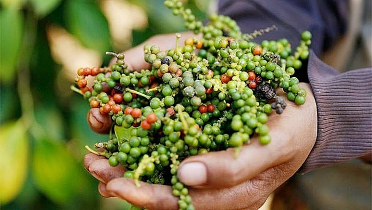 Giá tiêu hôm nay ngày 11/1/2022: Giảm 1.000 đồng/kg