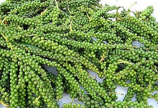 Giá tiêu hôm nay 11/4: Có xu hướng giảm trong tuần